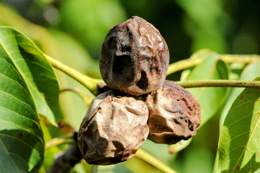 Walnut.