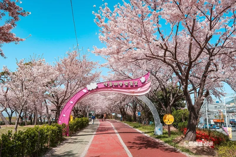 부산 벚꽃 명소 추천 숨겨진 뷰포인트_4