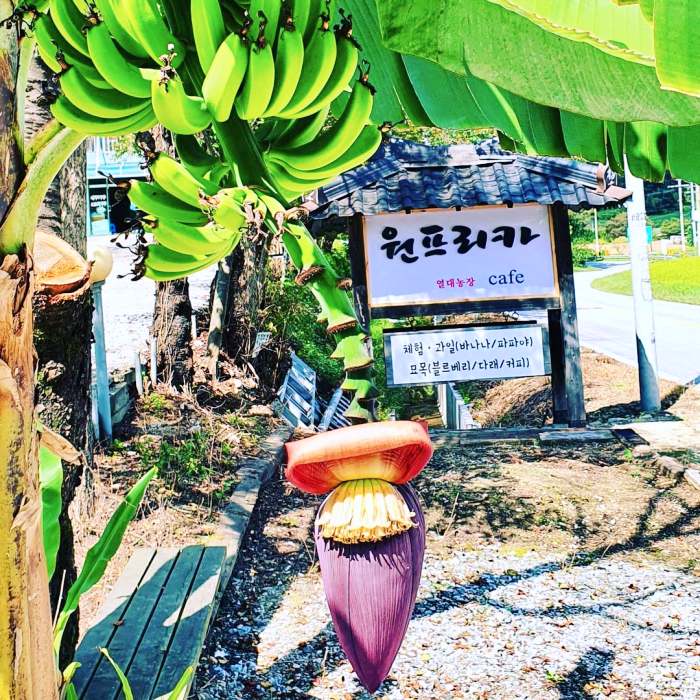 생방송오늘저녁 원주 바나나 열대작물 열대 과일 팜 카페