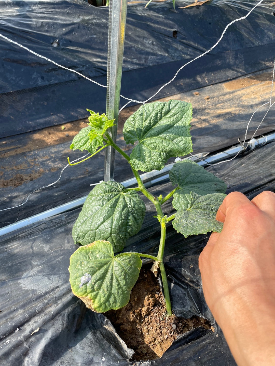 순지르기 후 오이