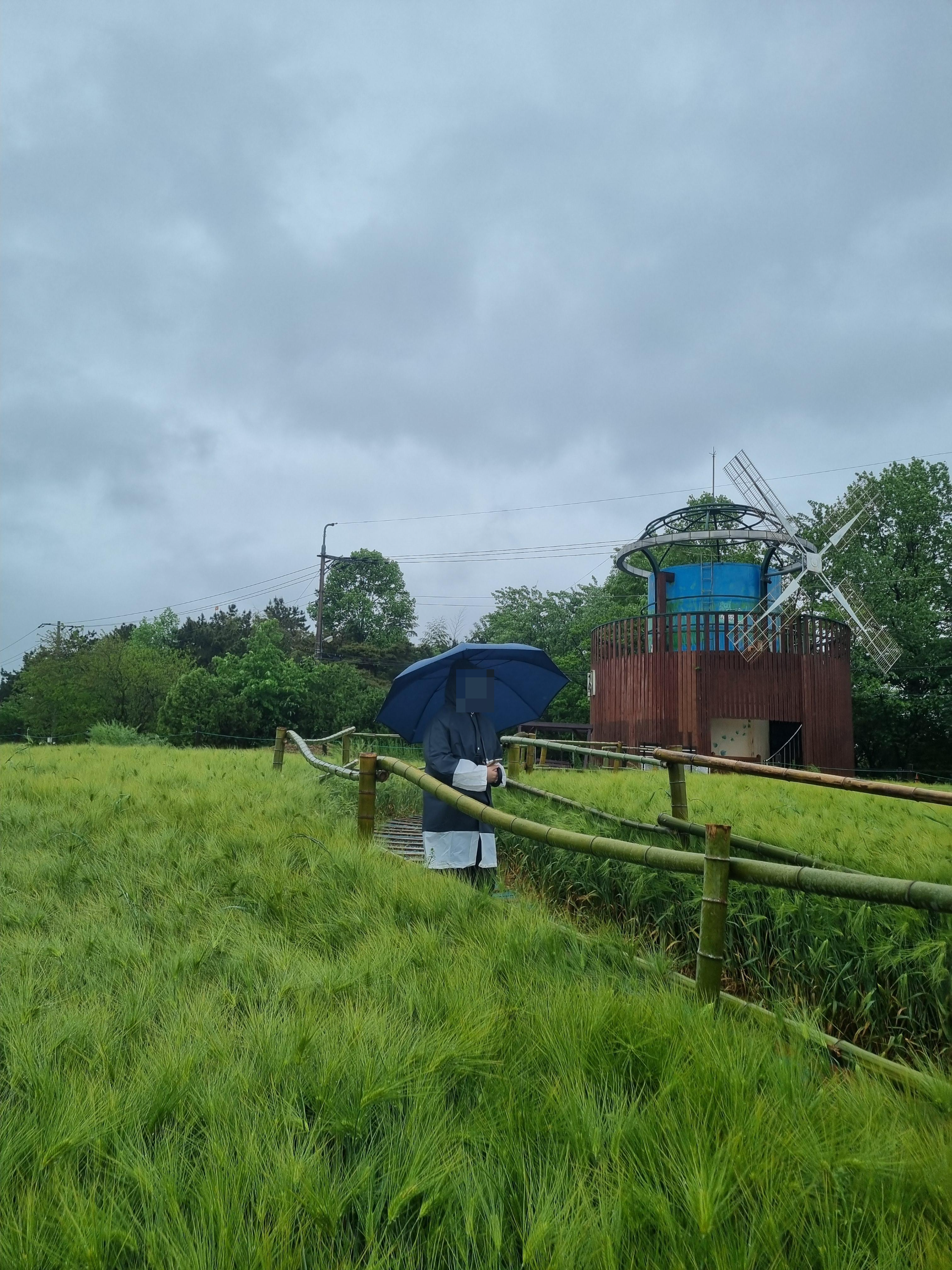 고창 청보리밭축제