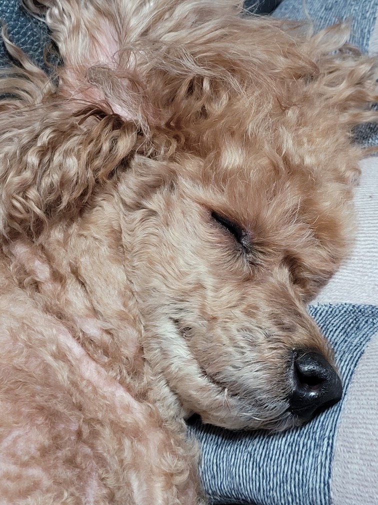 강아지 사마귀 쥐젖