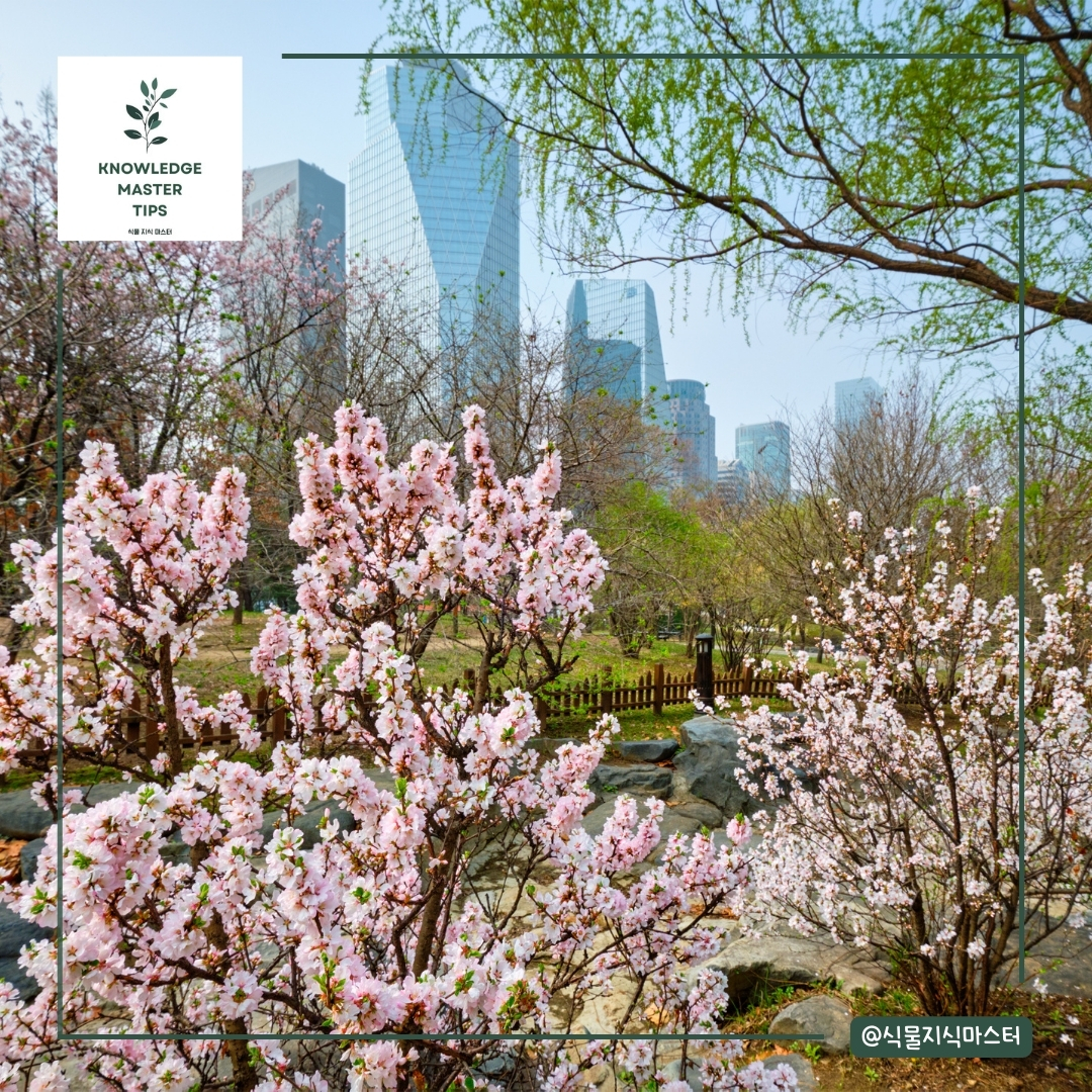 2025년 벚꽃 개화 시기 명소 여의도 윤중로