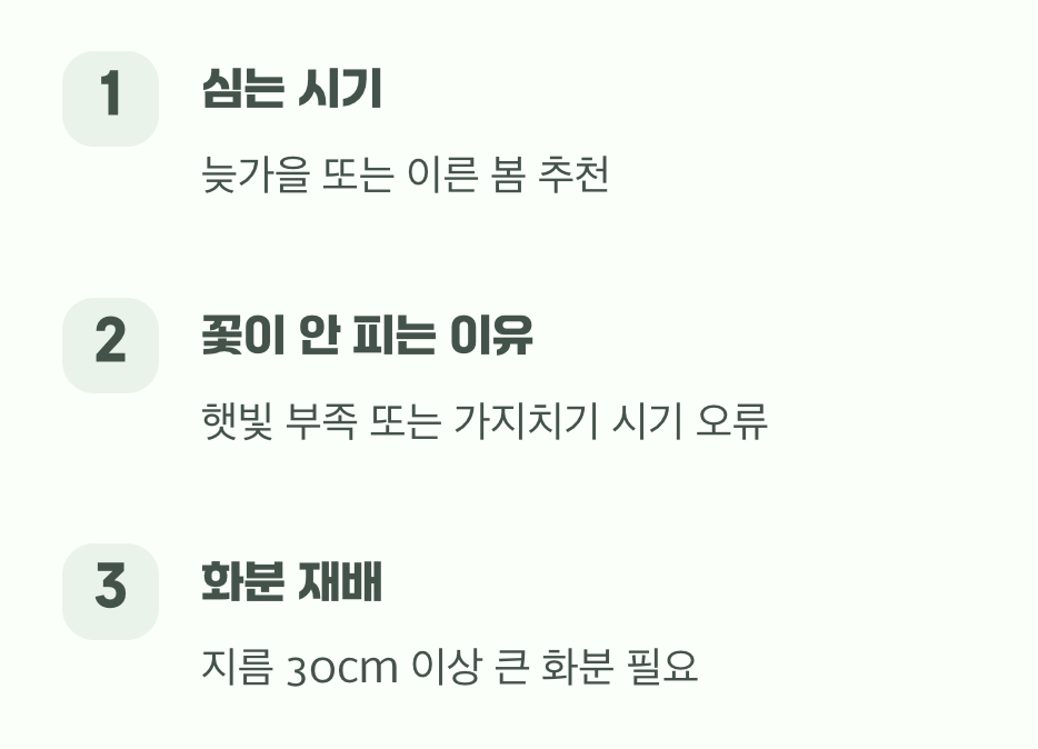 봄의 전령 개나리 키우기 A to Z (가지치기, 꺾꽂이, 물주기 총정리)