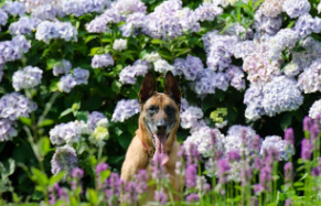신안 도초도 수국축제