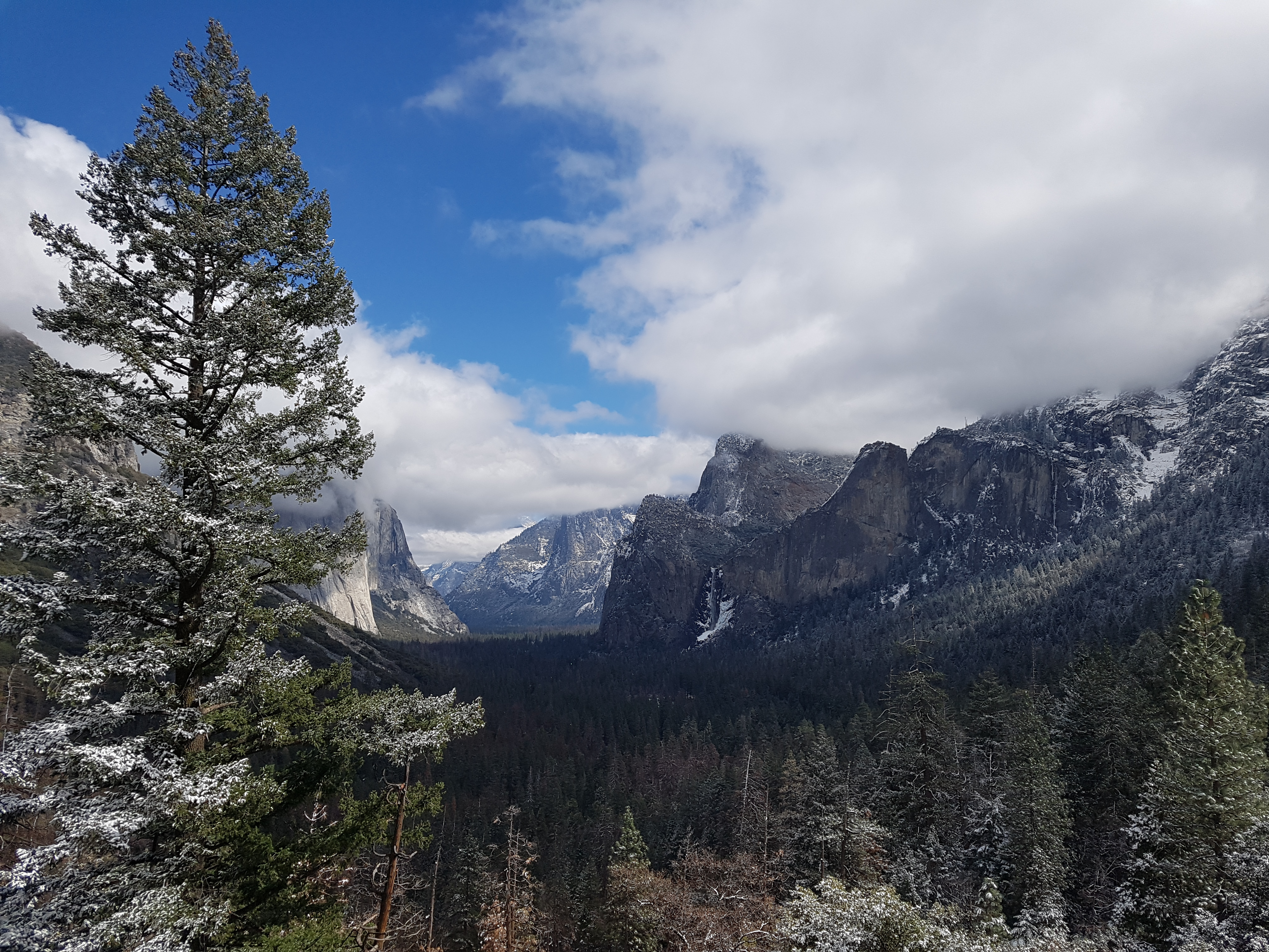 눈 덮인 소나무 너머로 보이는 요세미티 밸리의 광활한 겨울 풍경