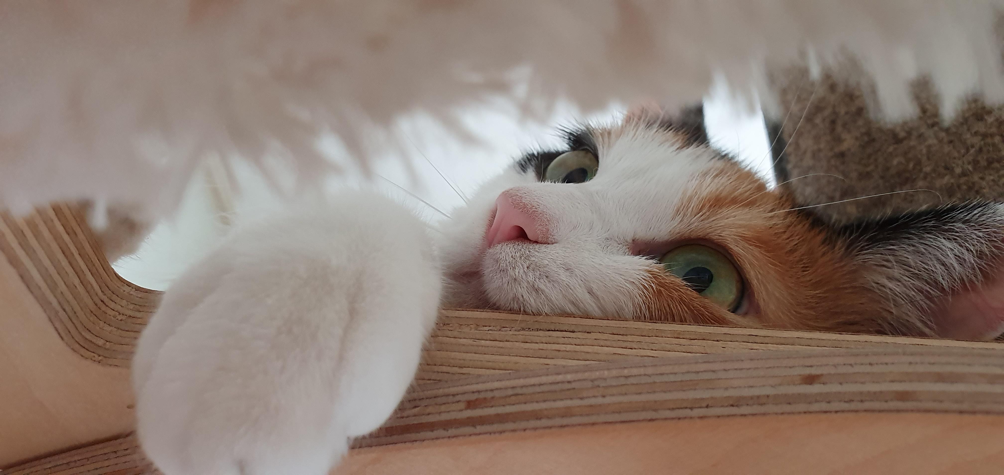 내가 개인적으로 좋아하는 우리집고양이들 사진과 영상.