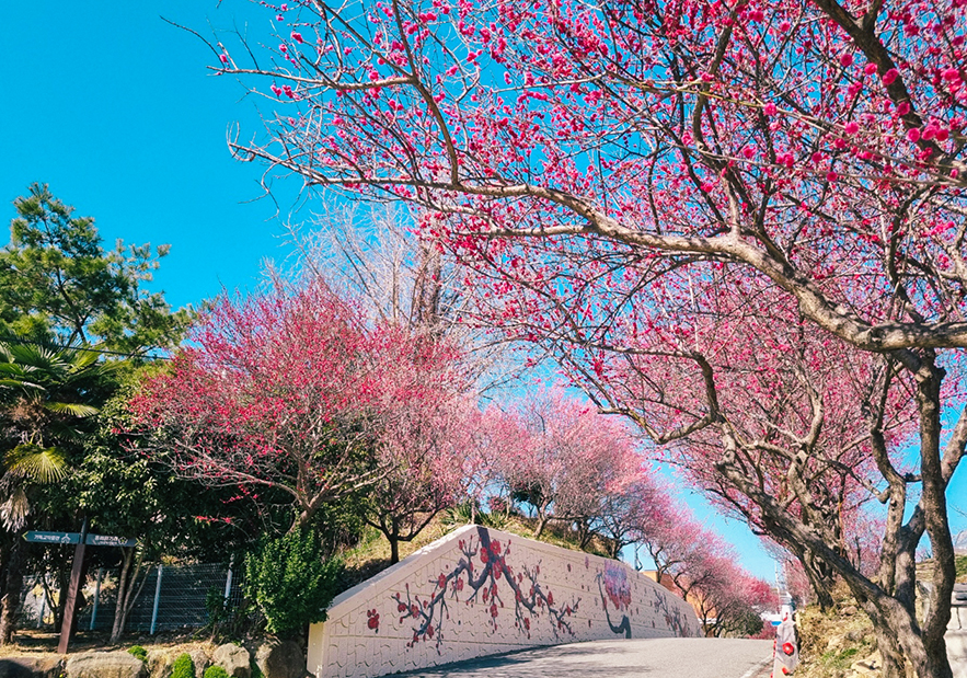 순천 매곡동 탐매마을