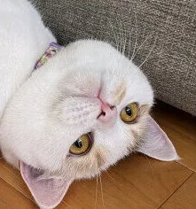 고양이와 함께 사는 집의 에어컨 사용법