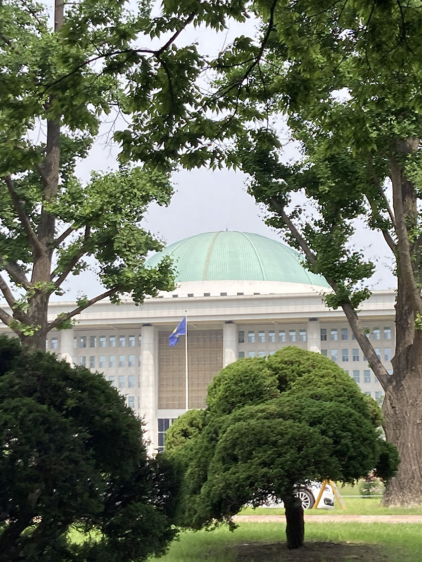 국회의사당나무