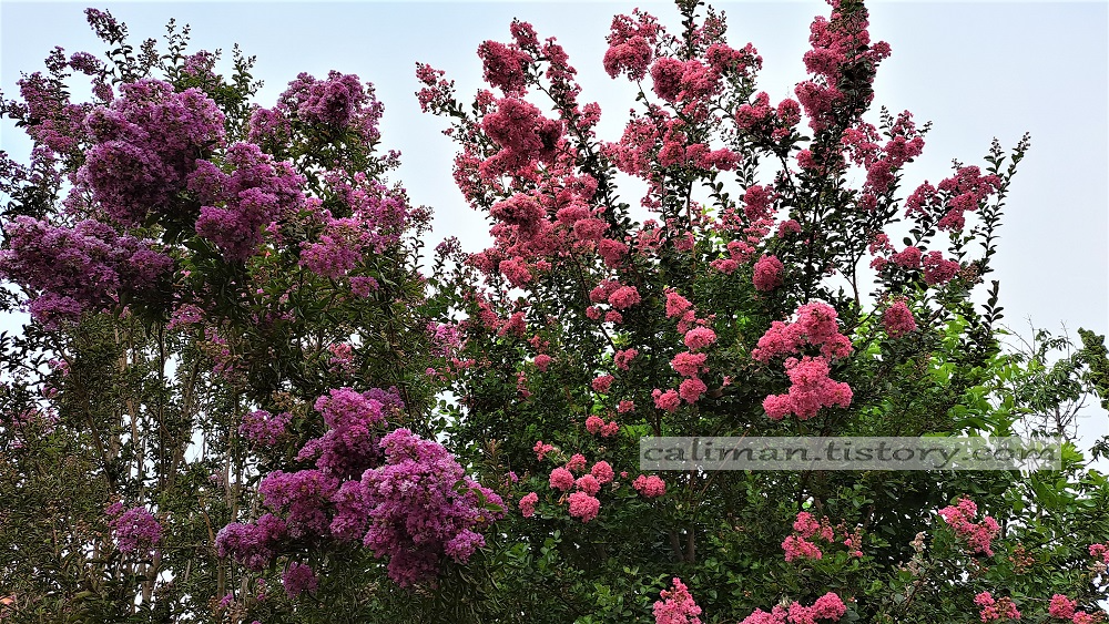 나무(木) 백일홍(Crape Myrtle)