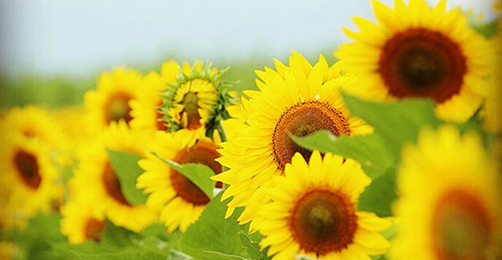 함안 강주 해바라기 축제