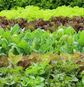 양상추 효능 부작용 고르는법 칼로리