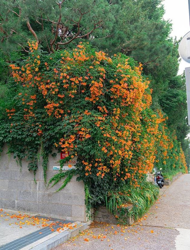 희망대공원 능소화