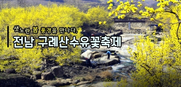 전남 구례 산수유꽃 축제