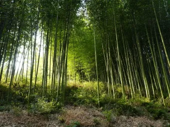 담양 죽녹원 소아르호텔 숙박 맛집_17