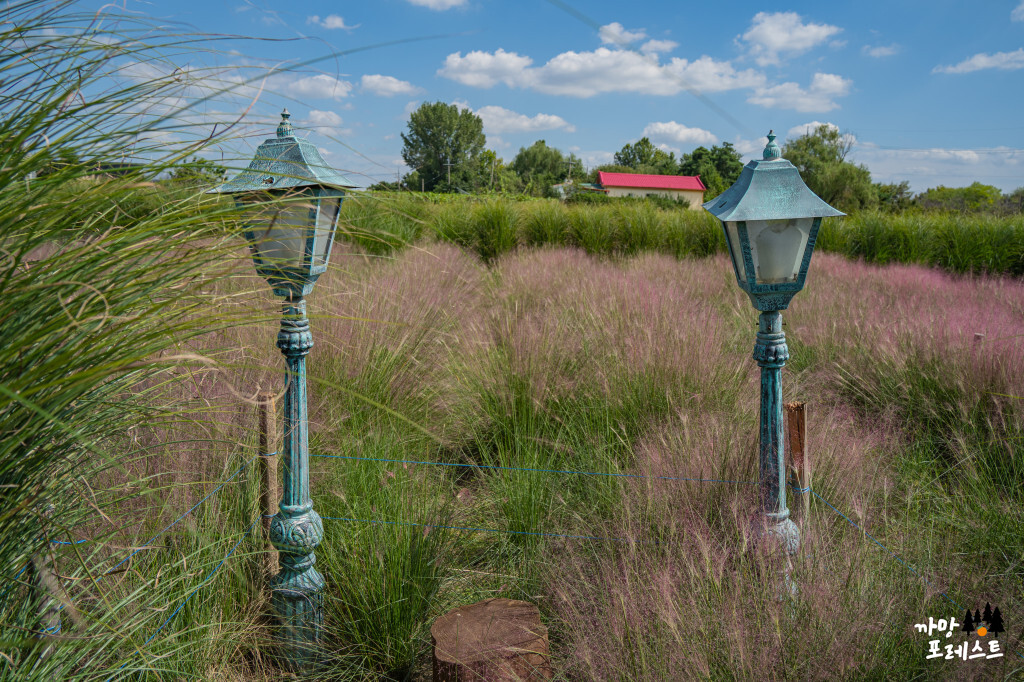 평택 바람새 마을 핑크뮬리 포토존