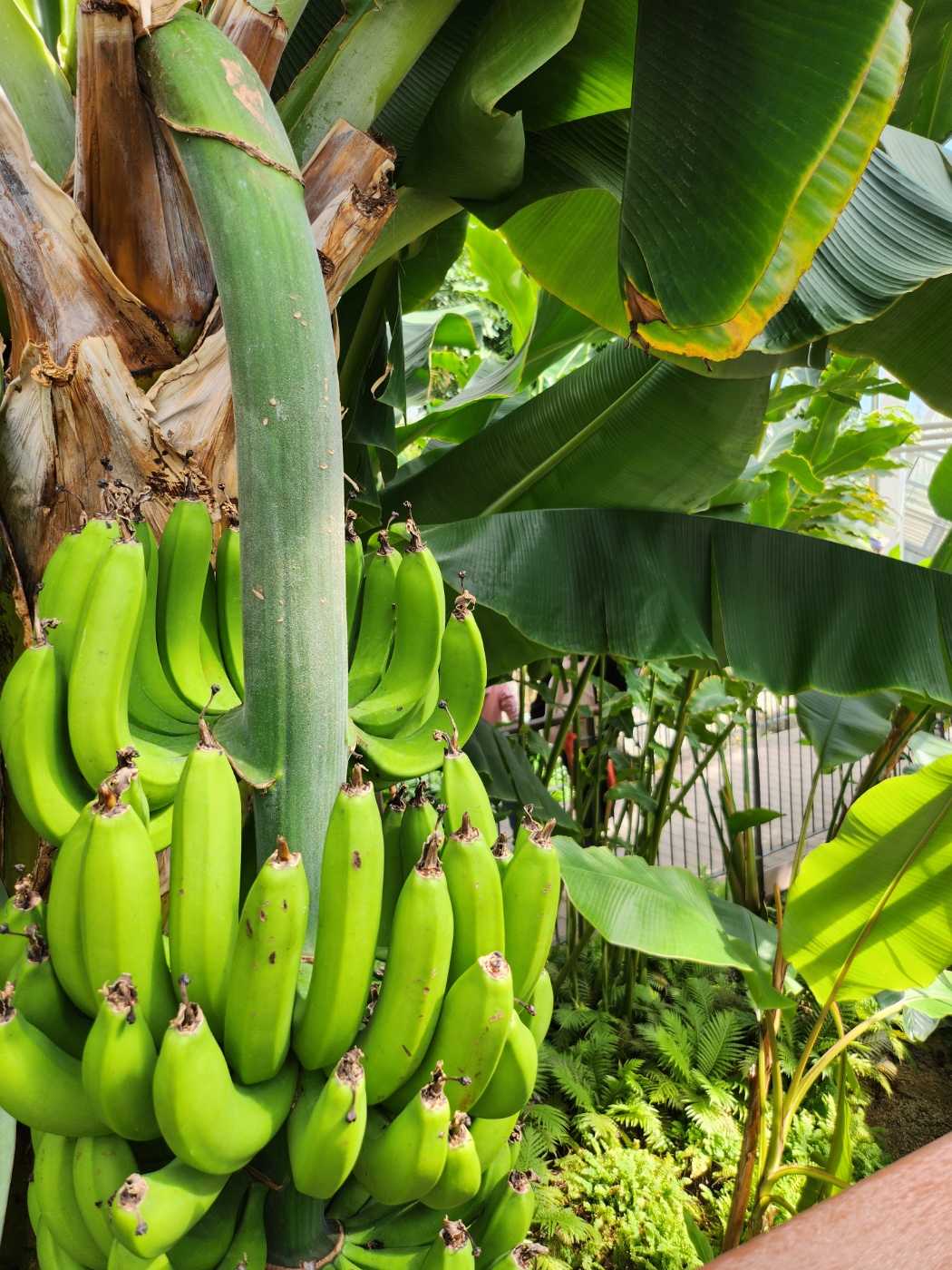 나무에 달린 바나나