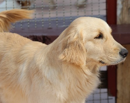 개 파르보 바이러스