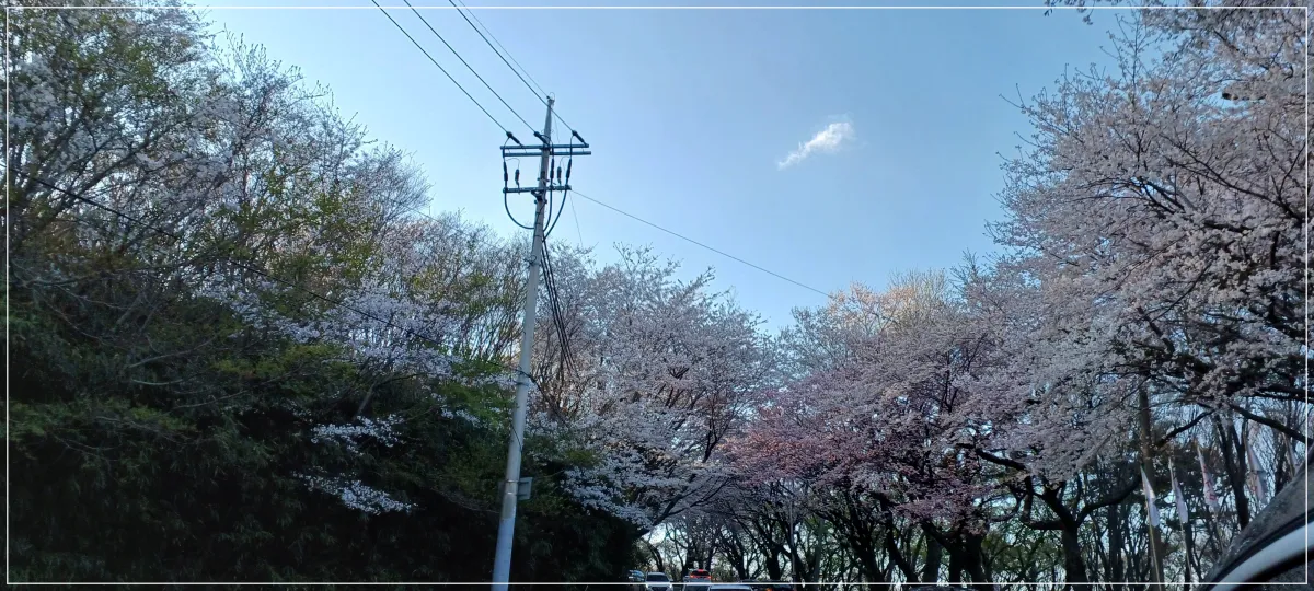황령산-벚꽃드라이브