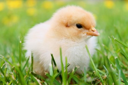 계란값 8000원 돌파 위기…대형마트의 비상 작전, 소비자 혜택은?