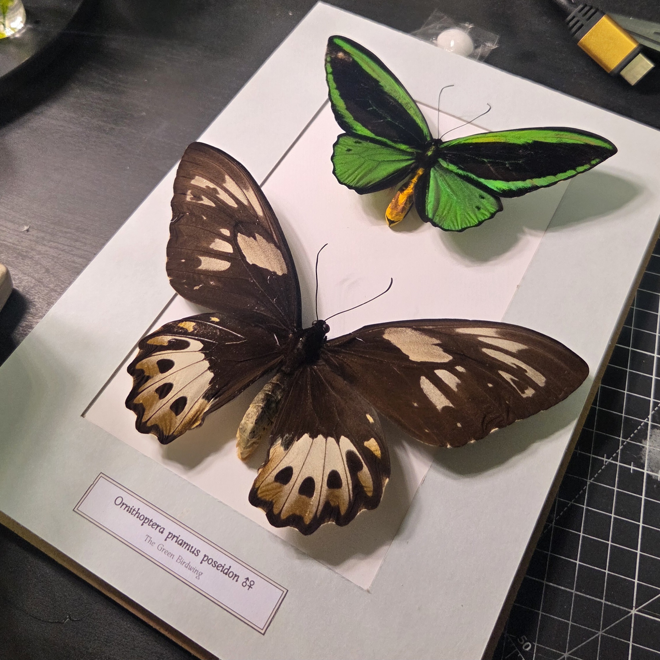 버드윙 표본 사진