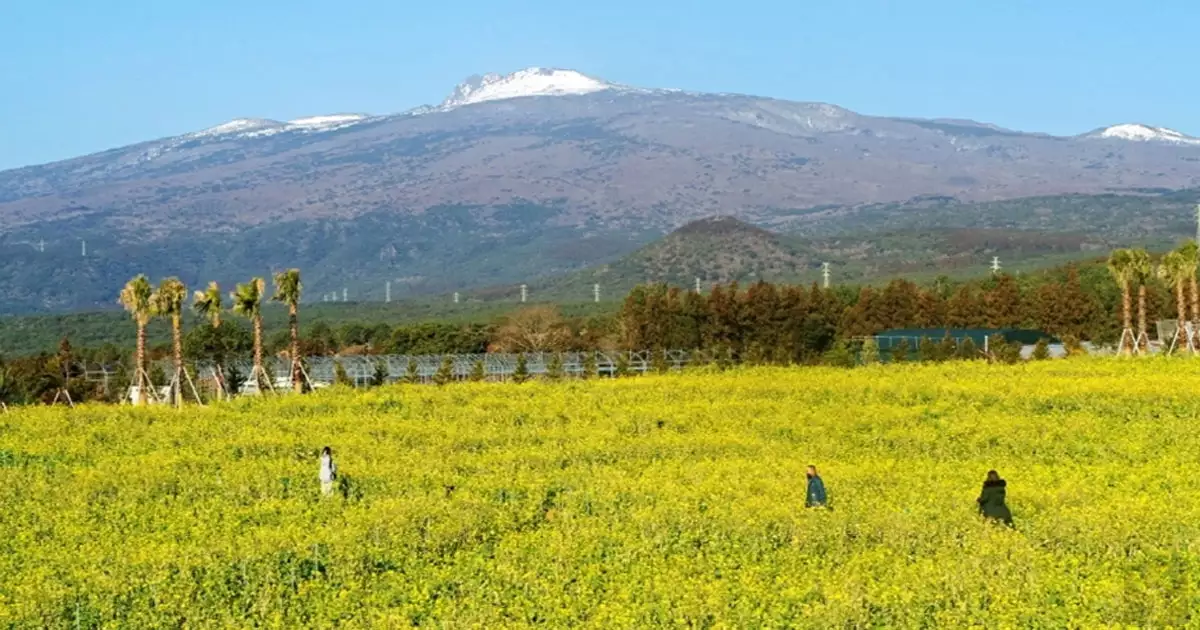 4월 봄꽃 축제 - 휴애리 유채꽃 축제