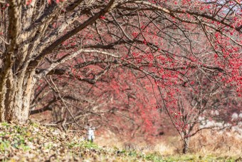 이천 산수유마을