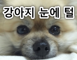 강아지 눈 털 빼는 법