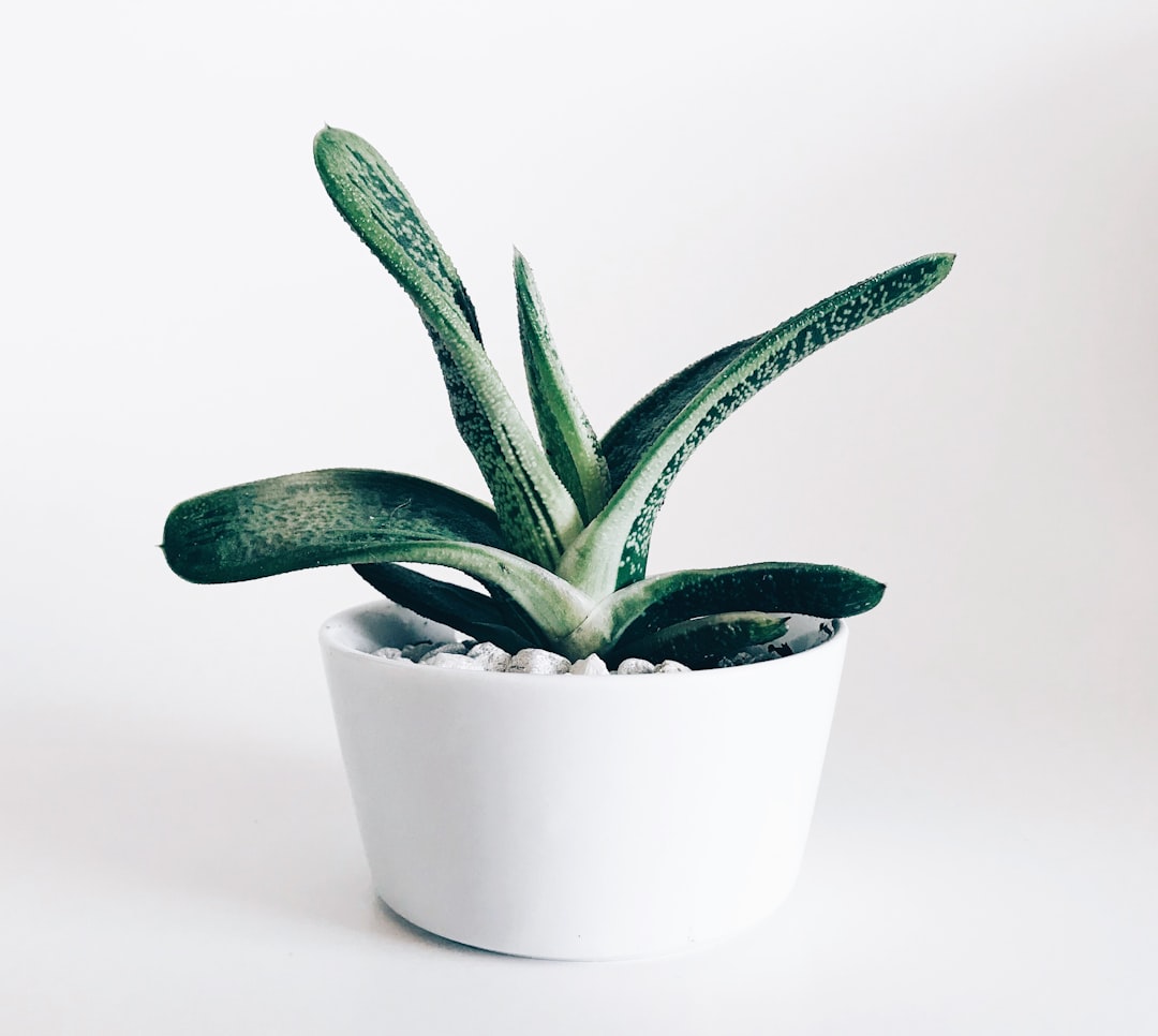 Pot