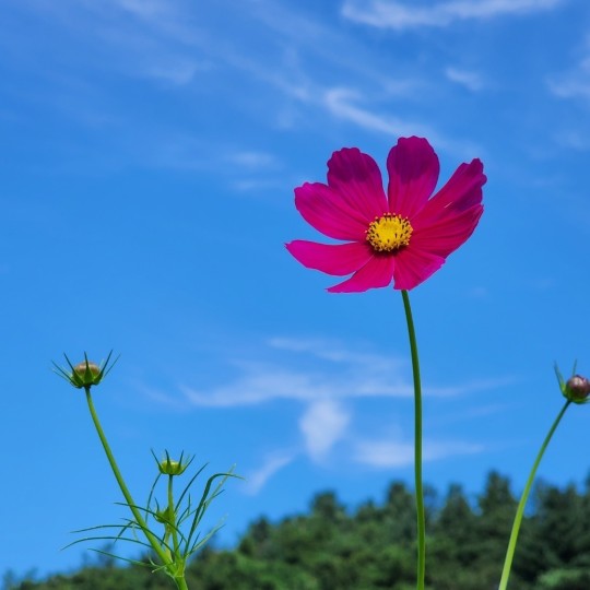 양귀비 꽃양귀비 구분