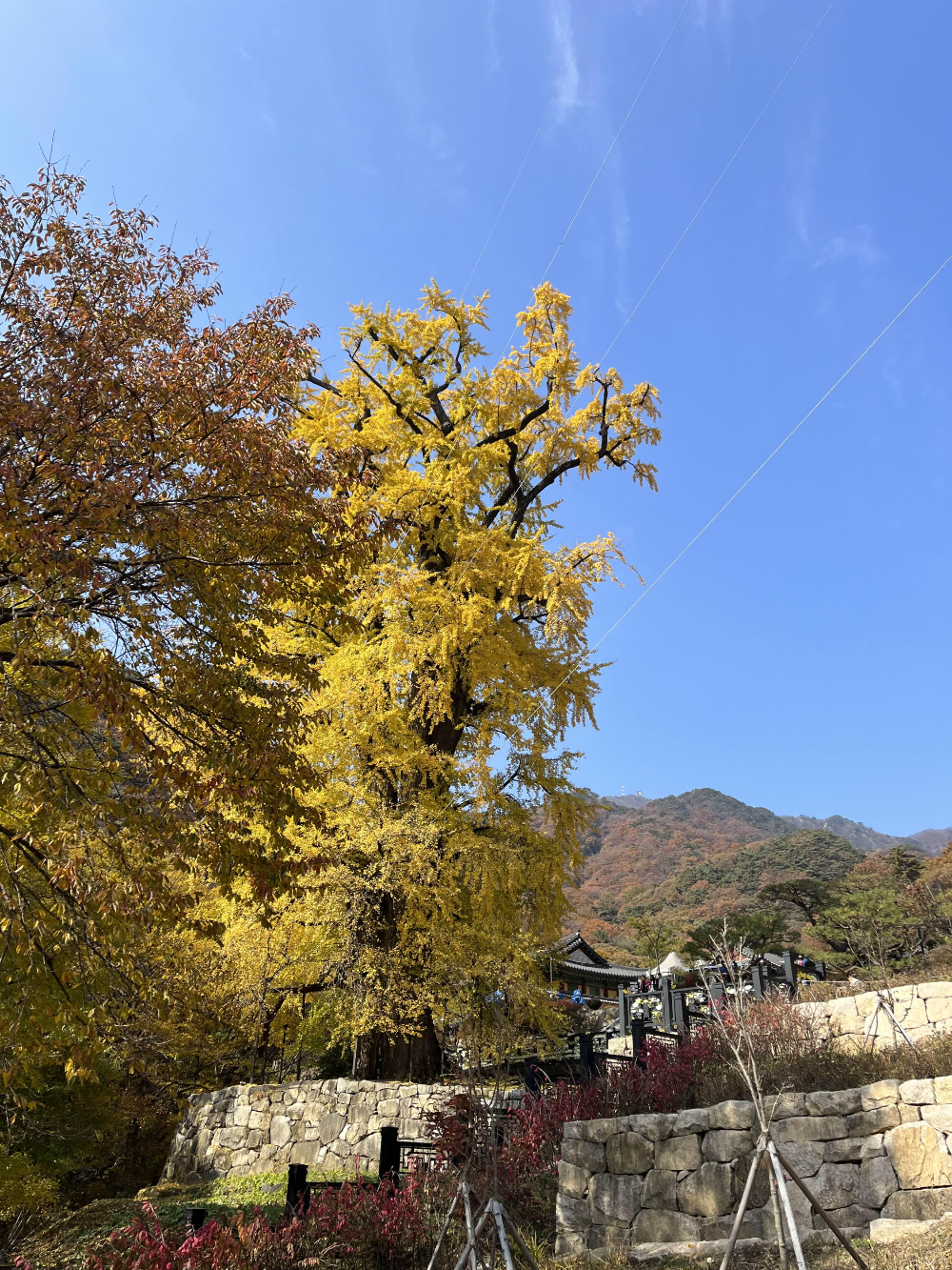 용문사 은행나무