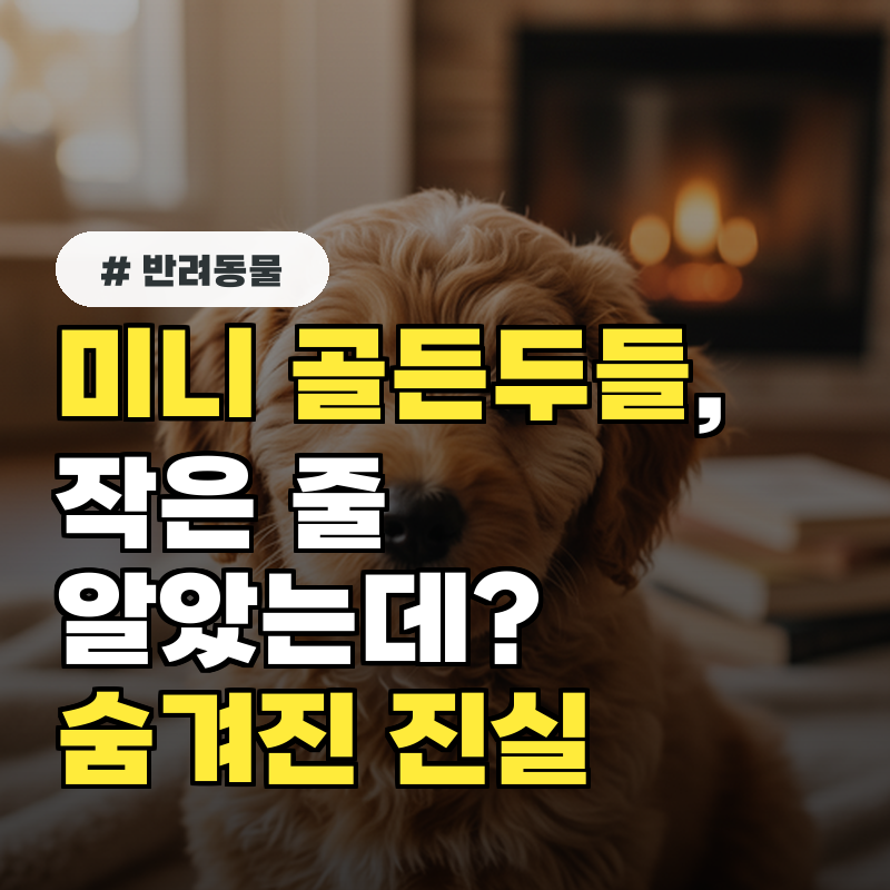 미니 골든두들, 마냥 작은 줄 알았는데 숨겨진 진실 3가지