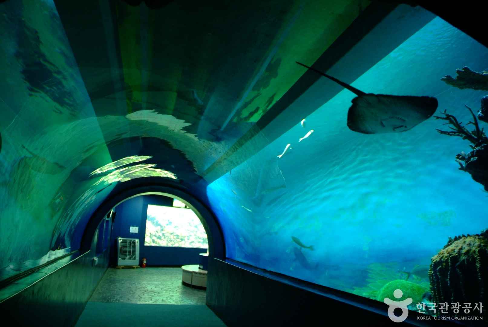 고성 화진포 해양박물관