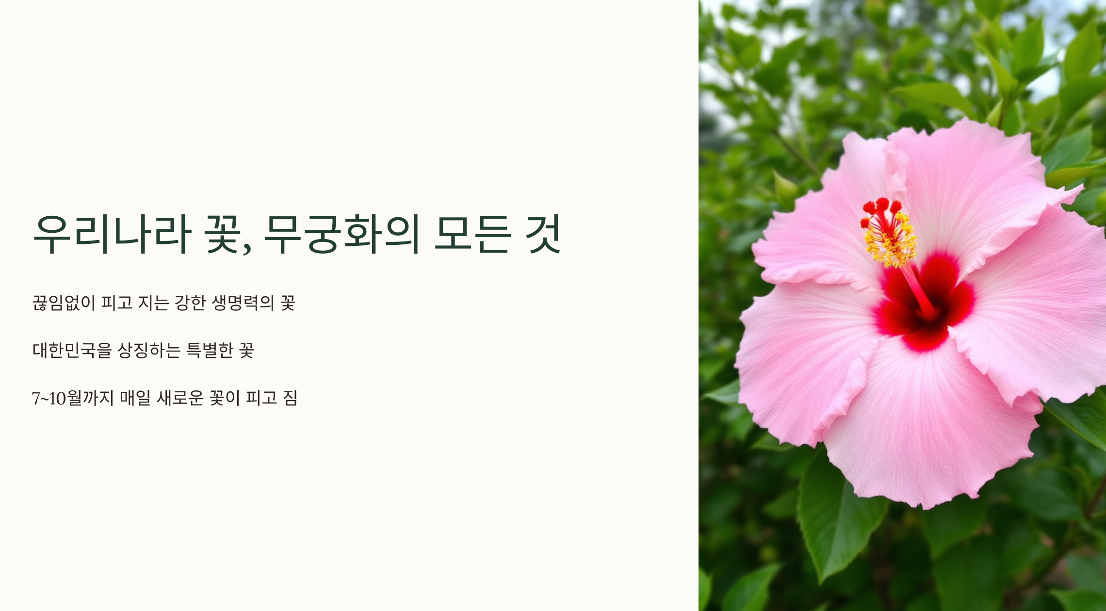 우리나라 꽃, 무궁화