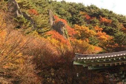 제주도-가을-여행-단풍-명소-천왕사-단풍-풍경