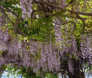 6월 전국 등나무꽃 명소 TOP 5