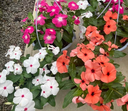 여러가지 색의 흰색, 주황, 핑크 일일초