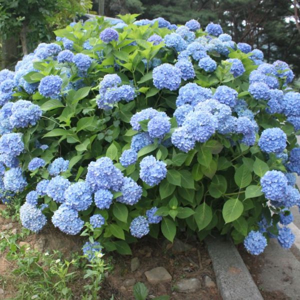 밀양내촌마을 수국동산