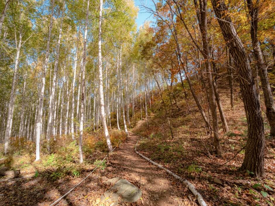 12월 강원도 여행지 인제 평창 정선 태백 영월 동해