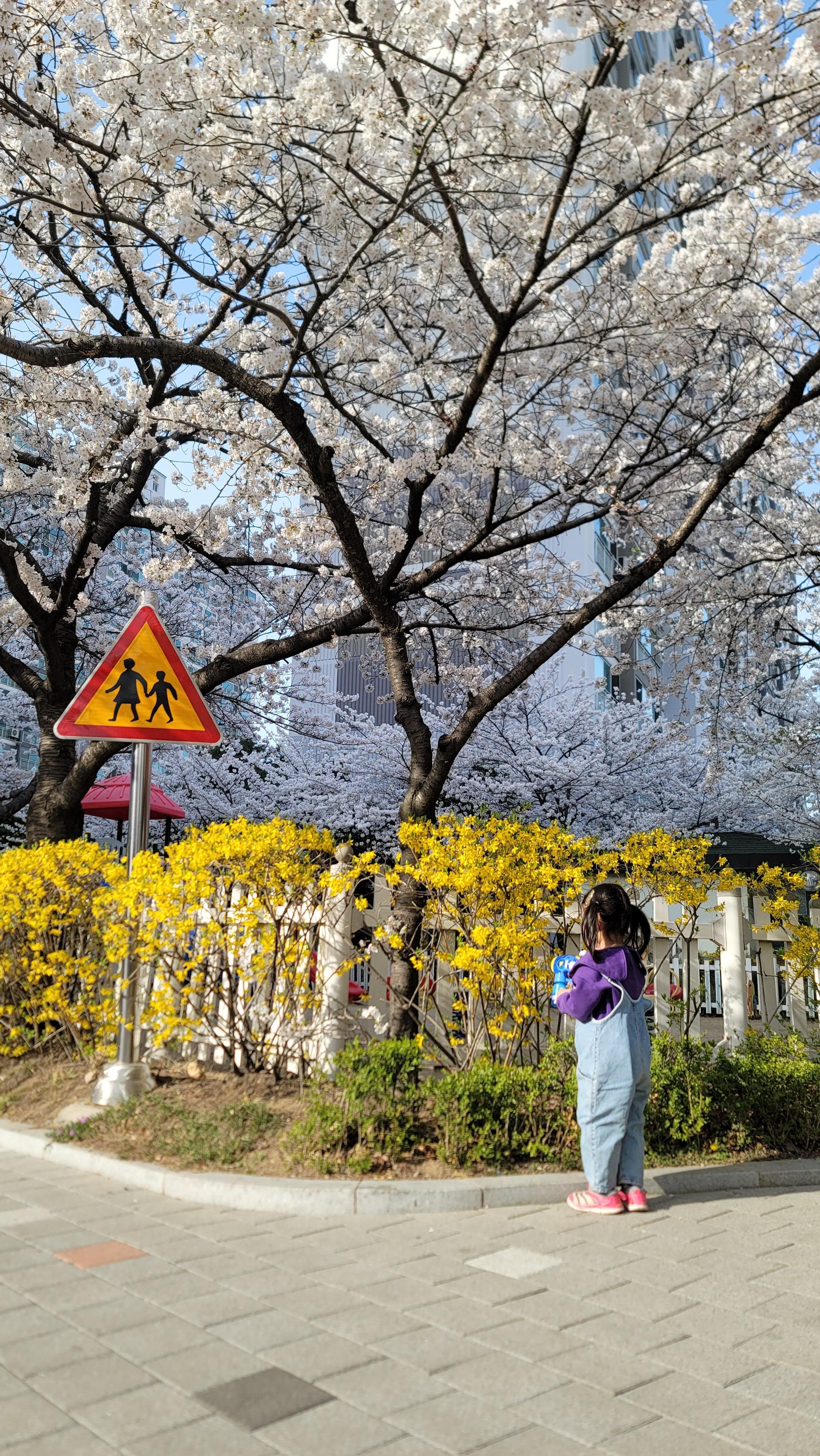 수원 숨은 벚꽃 명소