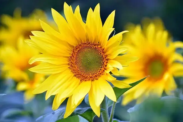 가평 자라섬 꽃축제&amp;#44; 자라섬 꽃 페스타 날짜&amp;#44; 요금&amp;#44; 프로그램&amp;#44; 유래 정보