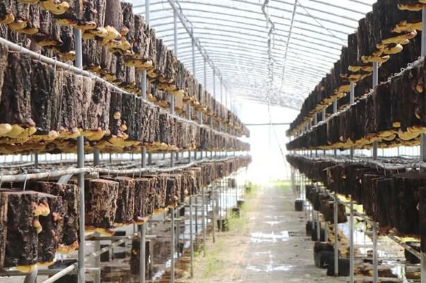 6시내고향 경남 산청 상황버섯 명가 지리산새희망상황버섯 주문방법