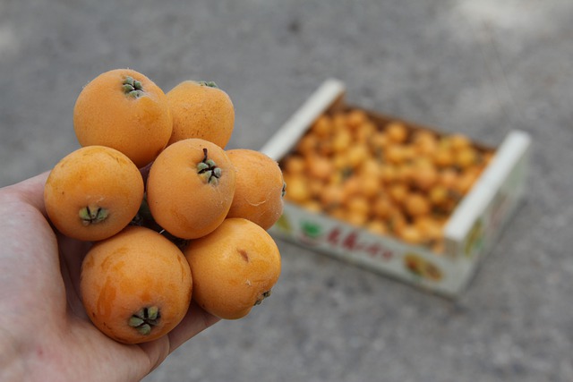 비파 효능 비파열매 먹는법