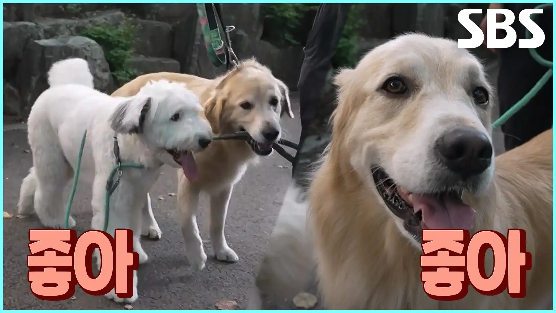 동물농장 재방송 시간 다시보기