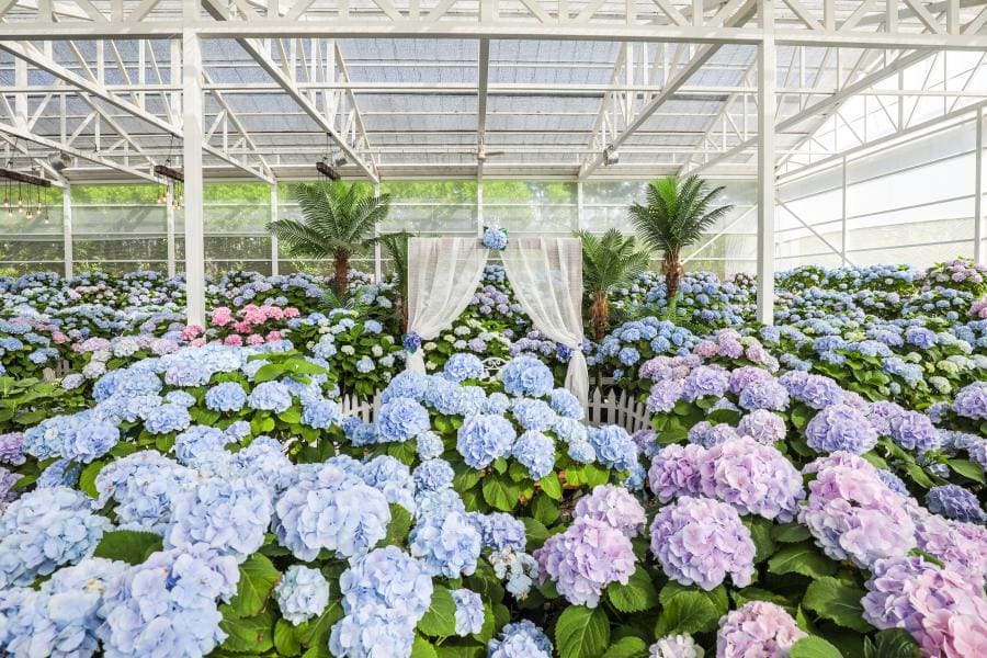 휴애리 봄 수국축제 꽃