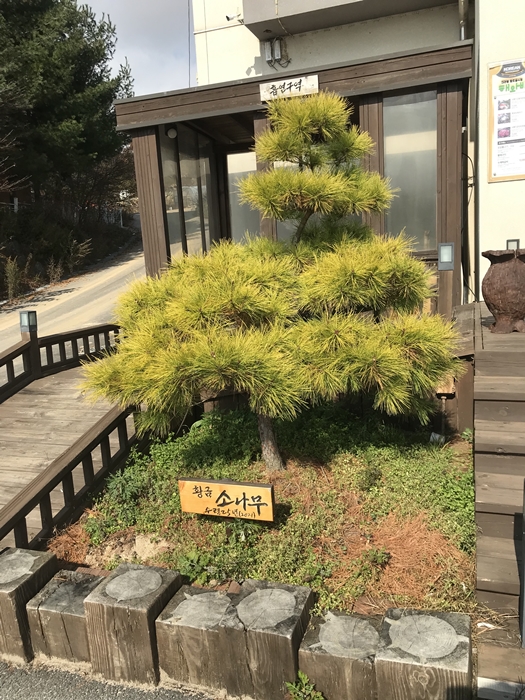 해와비 황금 소나무