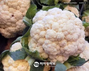 컬리플라워 재배 정식 후 관수 방풍 대책 영양 관리_10