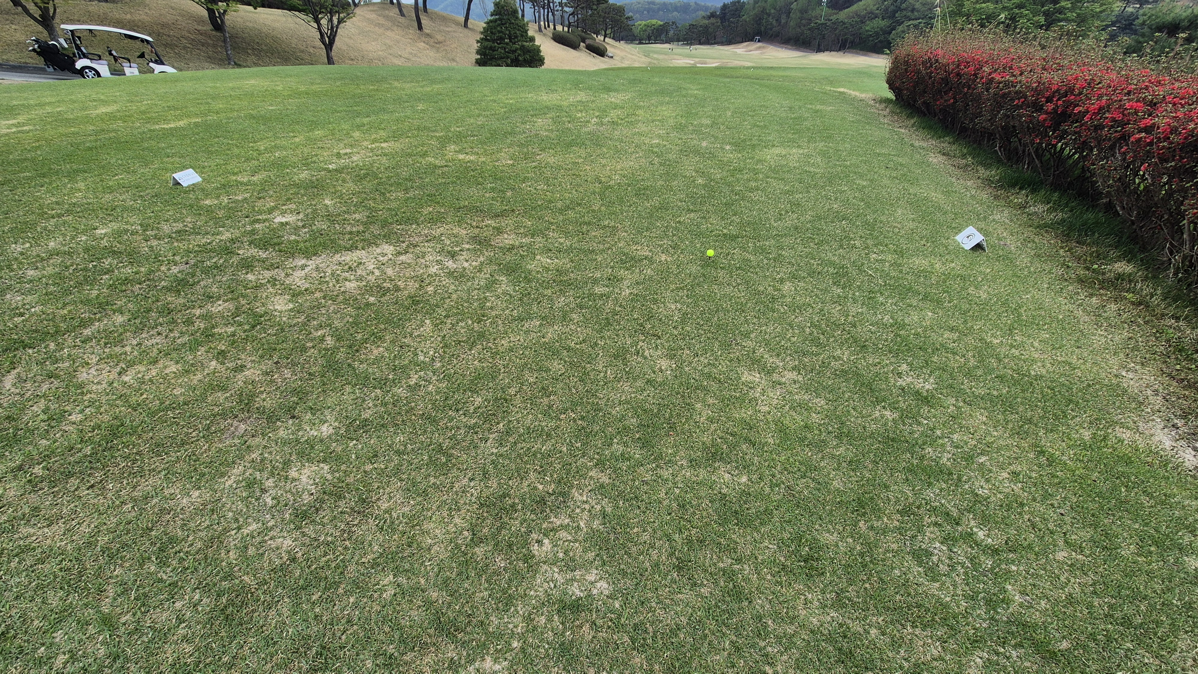 시그너스cc 코튼-라미 코스 티잉구역 상태