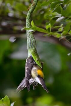 초록색-뱀이-새를-한입에-잡아먹는-모습